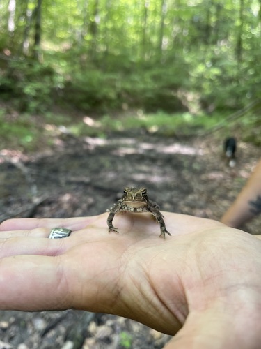 Tiny American Toad standing squarely on an open hand against a softly blurred green woodland path