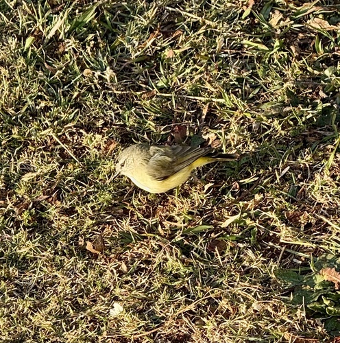 Yellow-rumped Thornbill