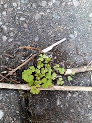 Oxalis exilis