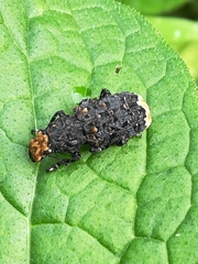 Platyrhinus resinosus