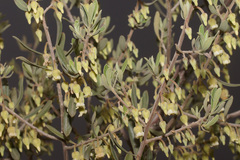 Diospyros glabra