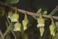Diospyros glabra