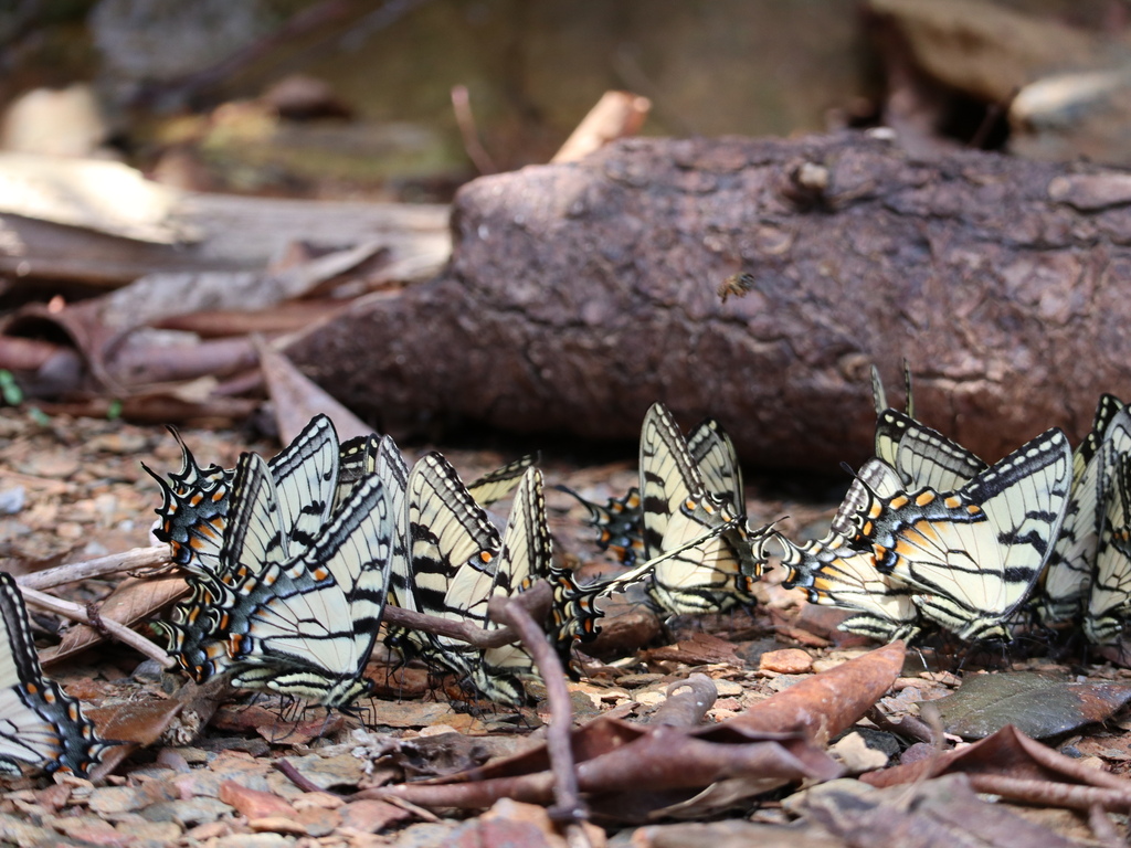 Side view of several Appalachian Tiger Swallowtails puddling on damp ground