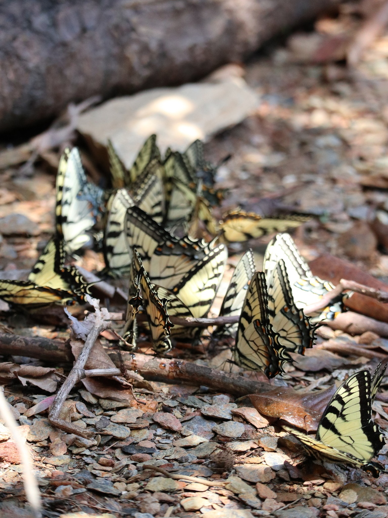 Vertical view of the swallowtail gathering among leaf litter and stones