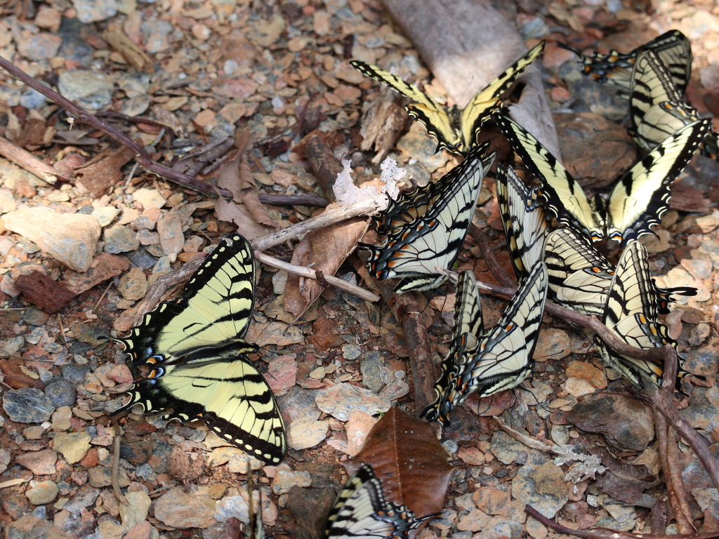 Appalachian Tiger Swallowtails showing both upper and underside wing patterns