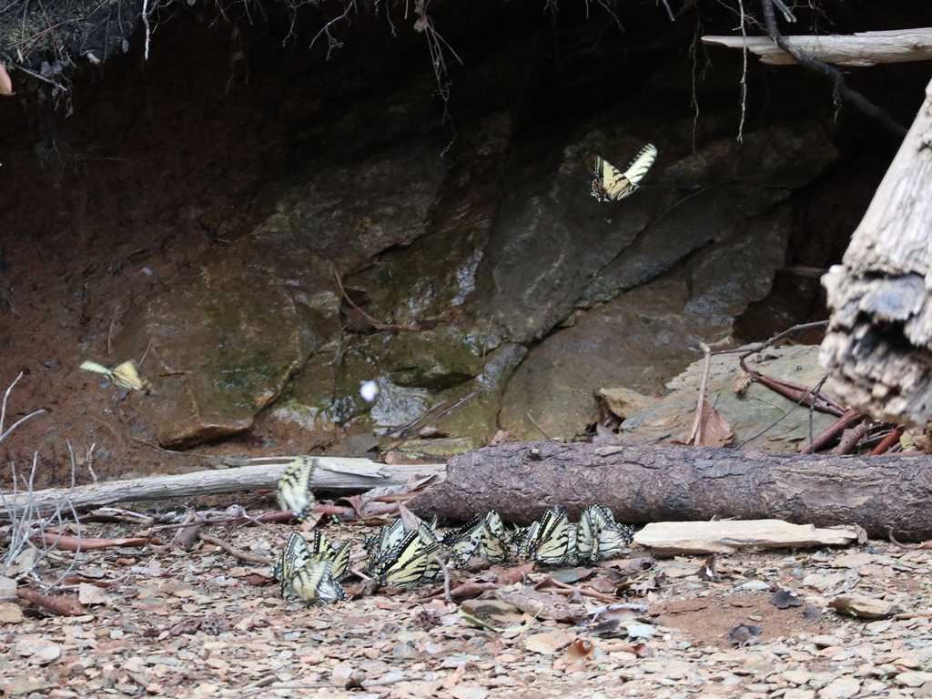 Wide view of butterflies gathered beneath a rocky shelter