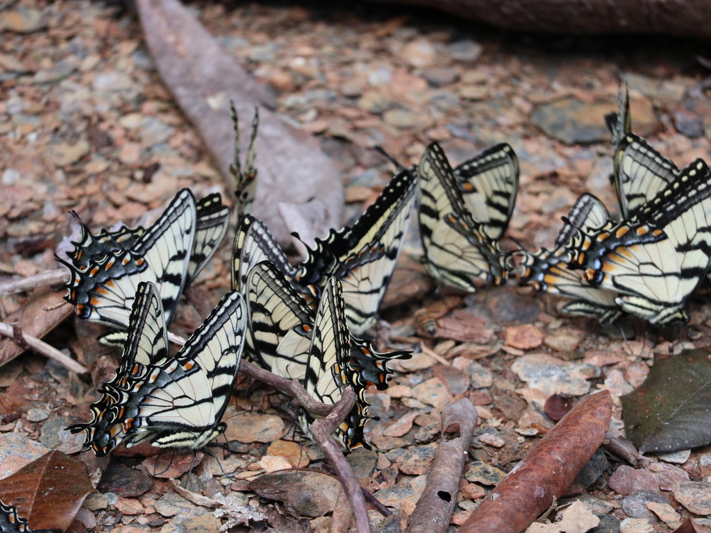 Group of pale yellow Appalachian Tiger Swallowtails gathering on damp ground