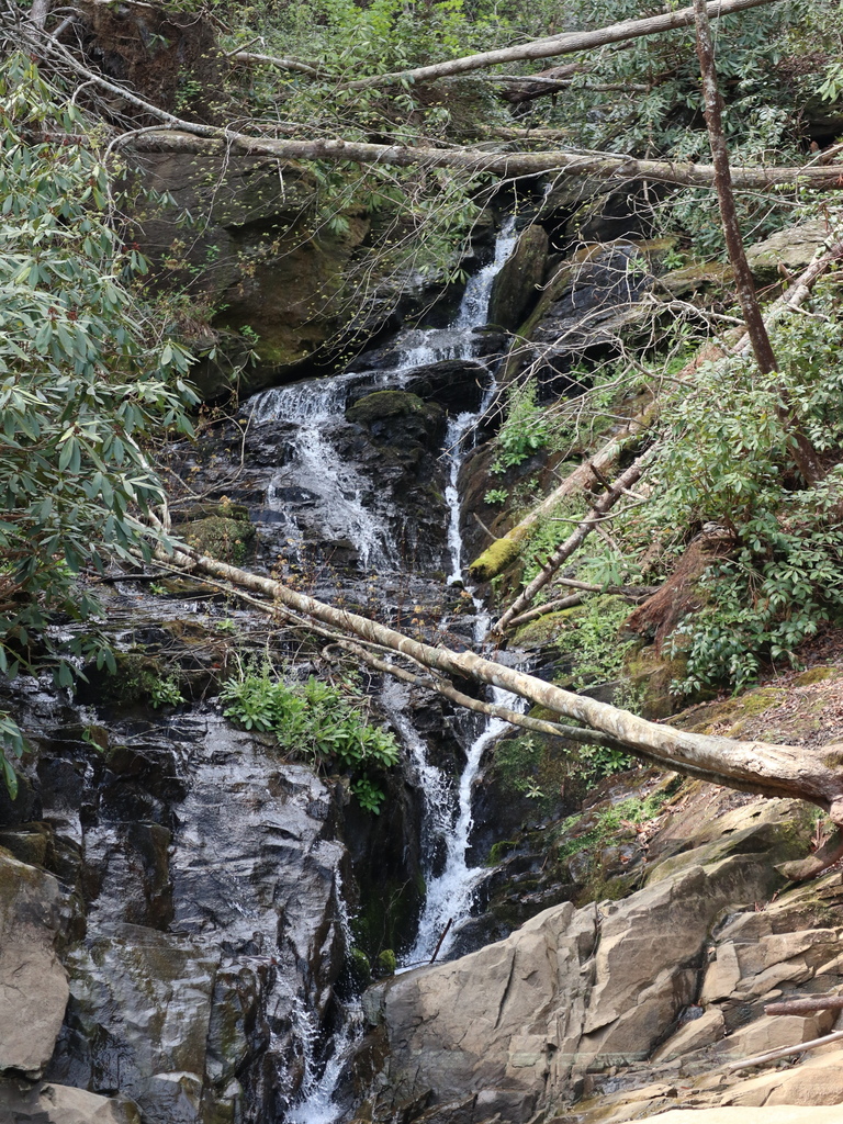 Waterfall and wooded hollow near the butterfly gathering