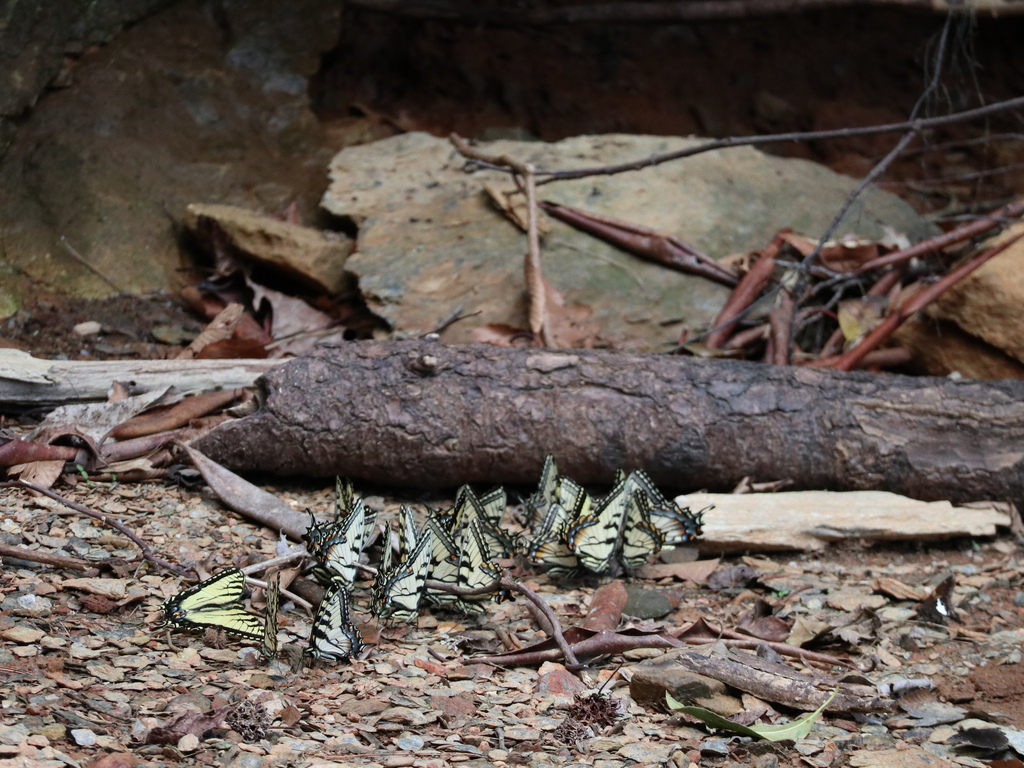 Distant view showing the scale of the swallowtail gathering