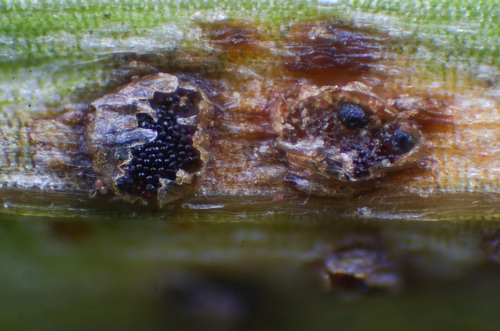 Sphaerellopsis
