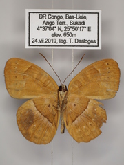 Euriphene goniogramma