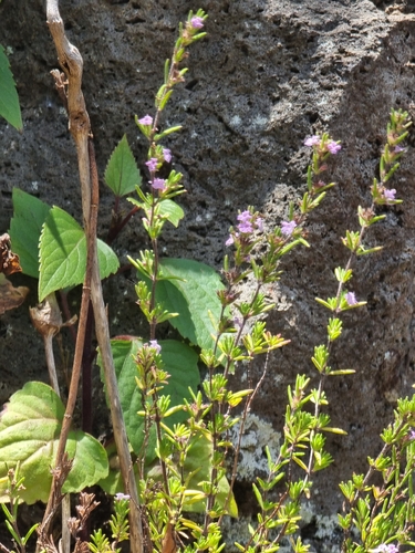 Micromeria maderensis, photograph 6