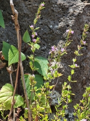Micromeria maderensis, photograph (c) Vítor Jorge, some rights reserved (CC BY)