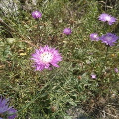 Centaurea crocodylium