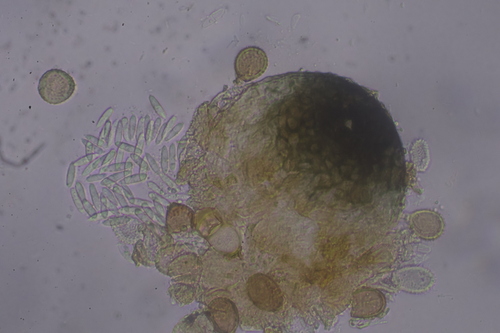 Sphaerellopsis