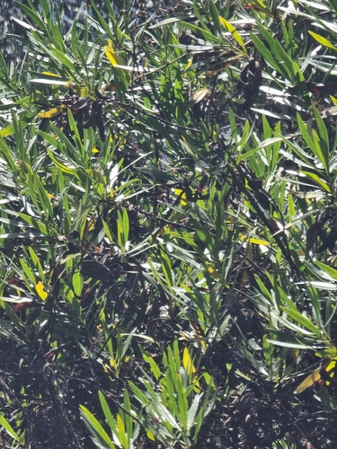 Globularia salicina, photograph 6