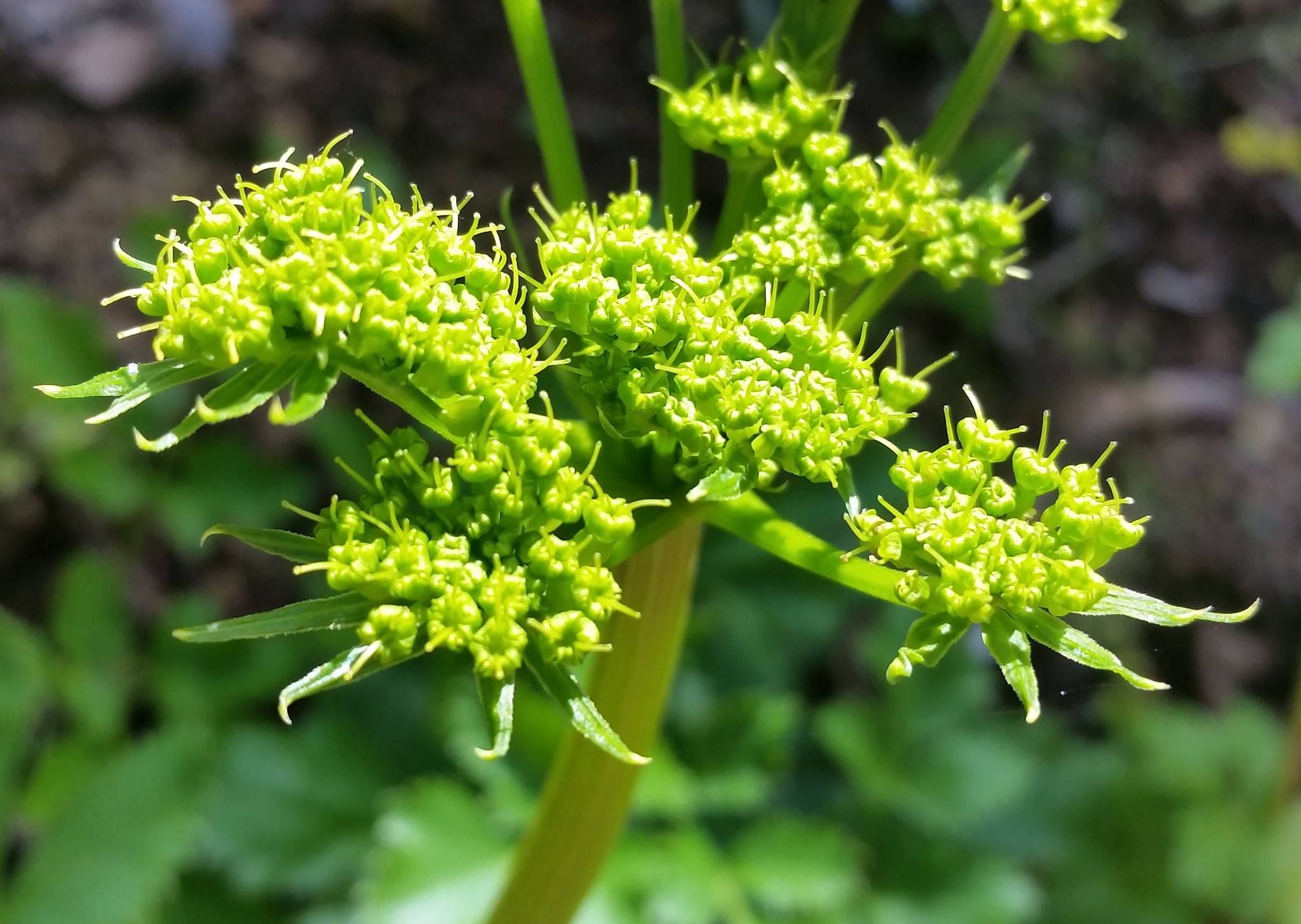 Tauschia hartwegii