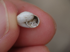 Xeropicta derbentina