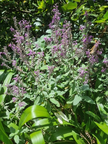 Teucrium betonicum, photograph 4