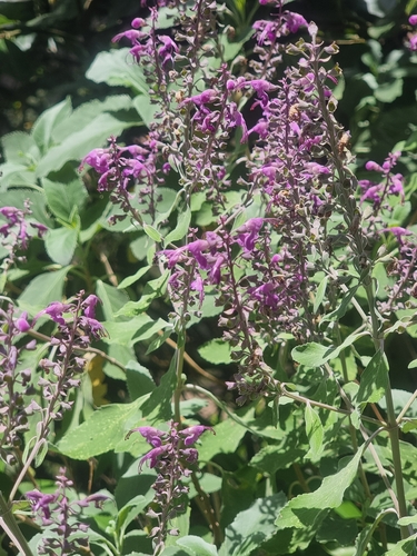 Teucrium betonicum, photograph 5