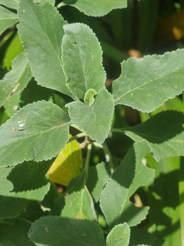 Teucrium betonicum, photograph 6