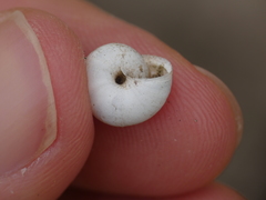 Xeropicta derbentina
