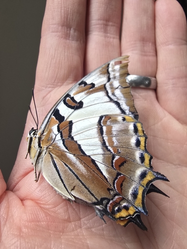 Tailed Emperor