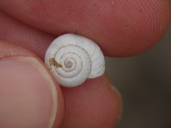 Xeropicta derbentina