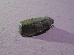 Athetis stellata