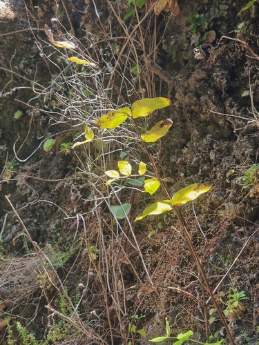 Hypericum grandifolium, photograph 3