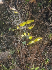 Hypericum grandifolium, photograph (c) Vítor Jorge, some rights reserved (CC BY)