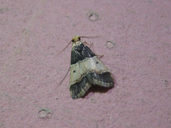 Pyralis pictalis