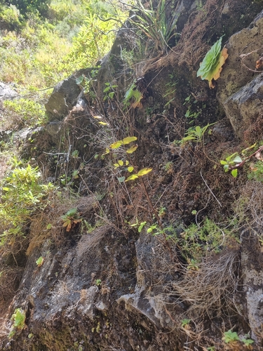 Hypericum grandifolium, photograph 4