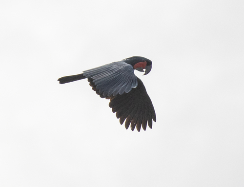 Palm Cockatoo (Probosciger aterrimus), photo 6
