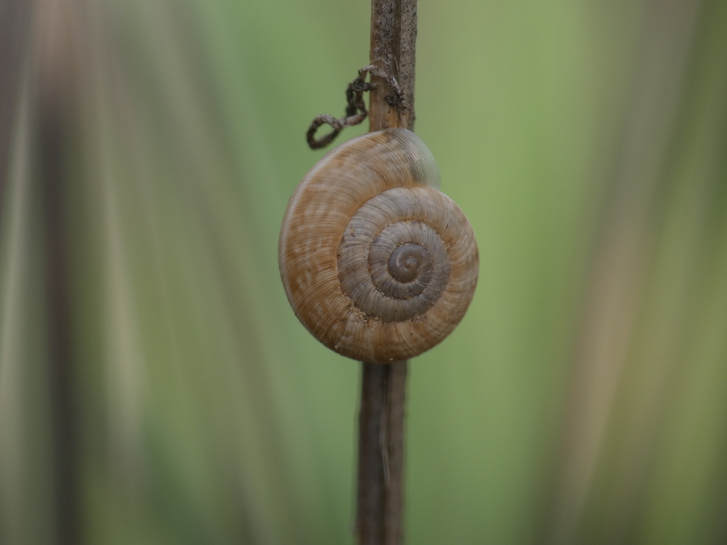 eccentric snail