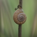 Eccentric Snail - Photo (c) Yves Bas, some rights reserved (CC BY), uploaded by Yves Bas