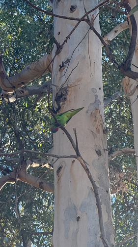 Musk Lorikeet