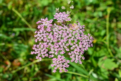 Pimpinella major, photograph author not stated, no rights reserved