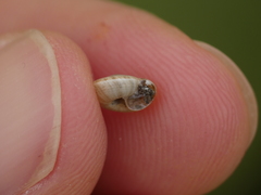 Backeljaia gigaxii