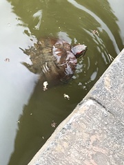 Trachemys scripta