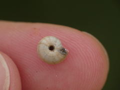 Backeljaia gigaxii