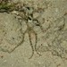 Chocolate Brittle Star - Photo (c) Rino, some rights reserved (CC BY-NC), uploaded by Rino