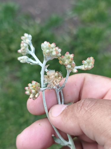 Jersey Cudweed