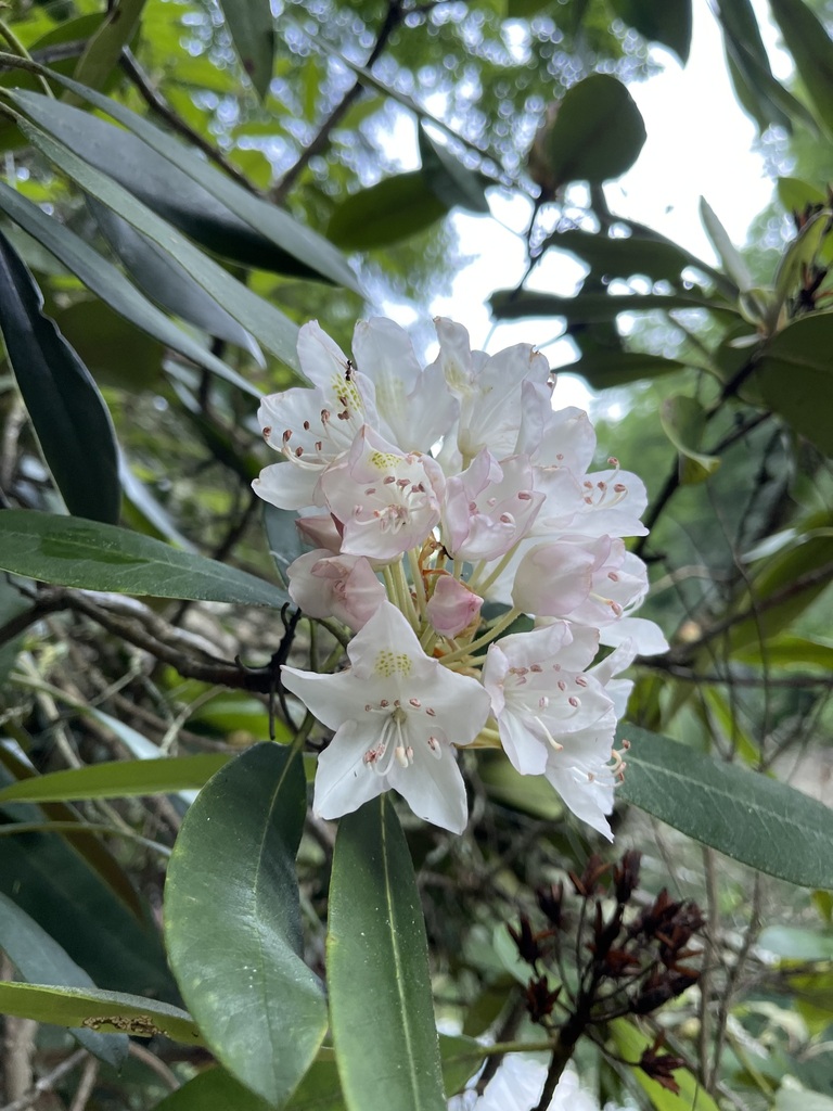 Cluster of pale Great Rhododendron flowers in the leafy understory