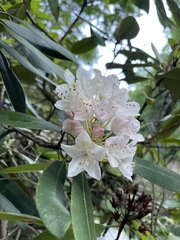 Cluster of blush-white Great Rhododendron flowers in the leafy understory