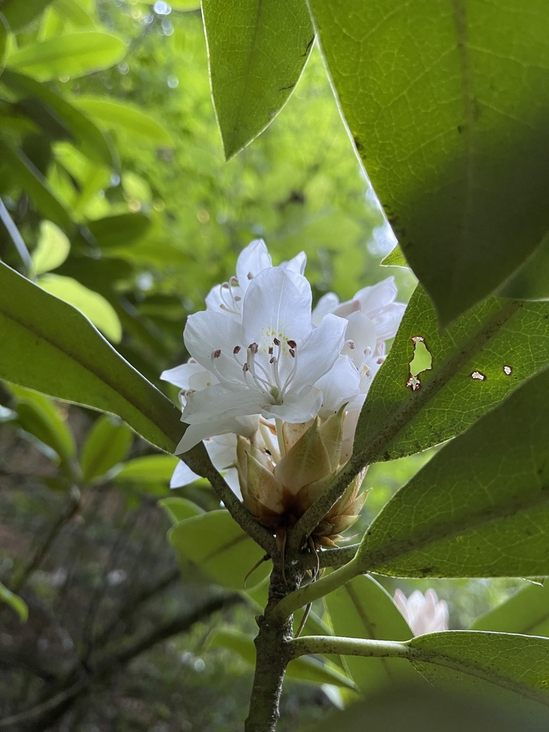 Great Rhododendron buds, flowers, and evergreen leaves