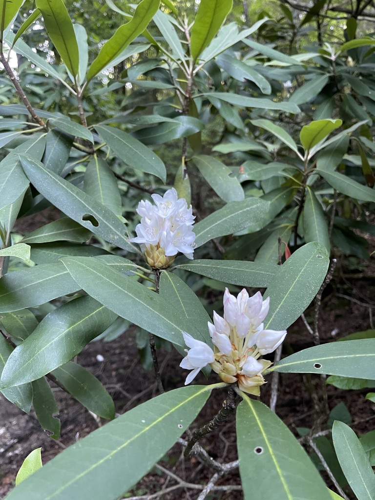 Great Rhododendron beside a wooded creek
