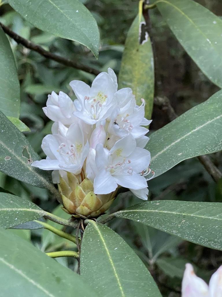 Whole Great Rhododendron shrub in shaded forest