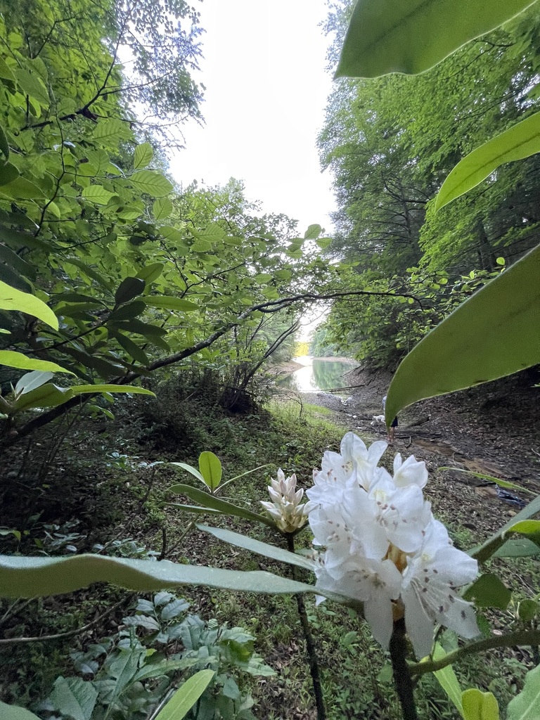 Wider Appalachian forest around the Great Rhododendron