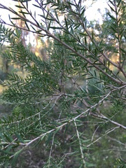 Melaleuca decora